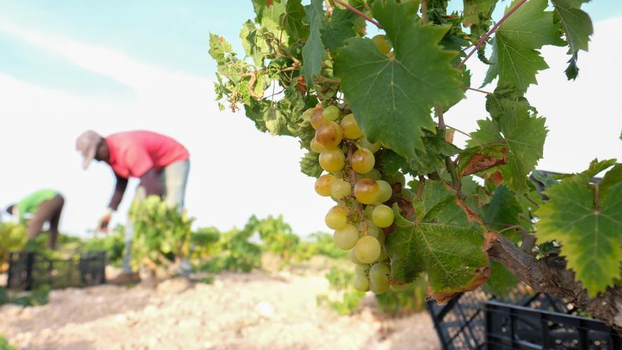 La ola de calor adelantará la vendimia en la C.Valenciana y la caída de producción llegará al 25 %